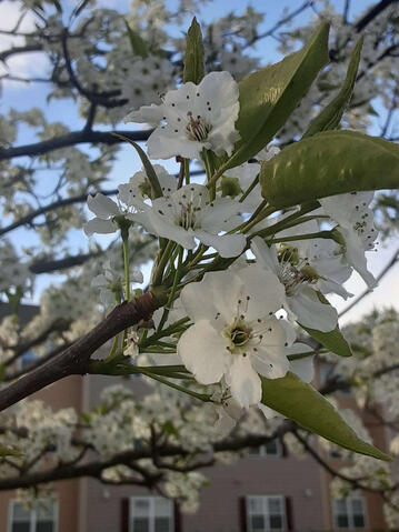 Apple Blossoms