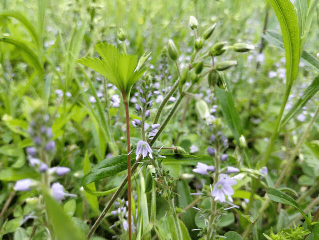 Veronica Officinalis