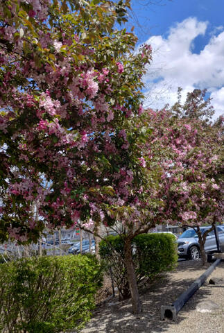 Once A Year For 2 Weeks...