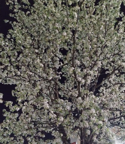 ...They Bloom, For Us.