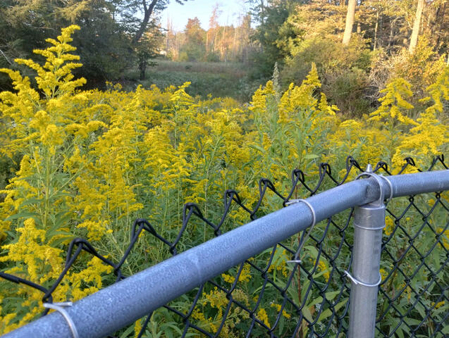Solidago