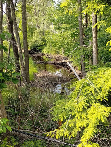 Nature Reclaimed